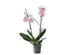 Phalaenopsis orchid in pot, white and purple flowers.