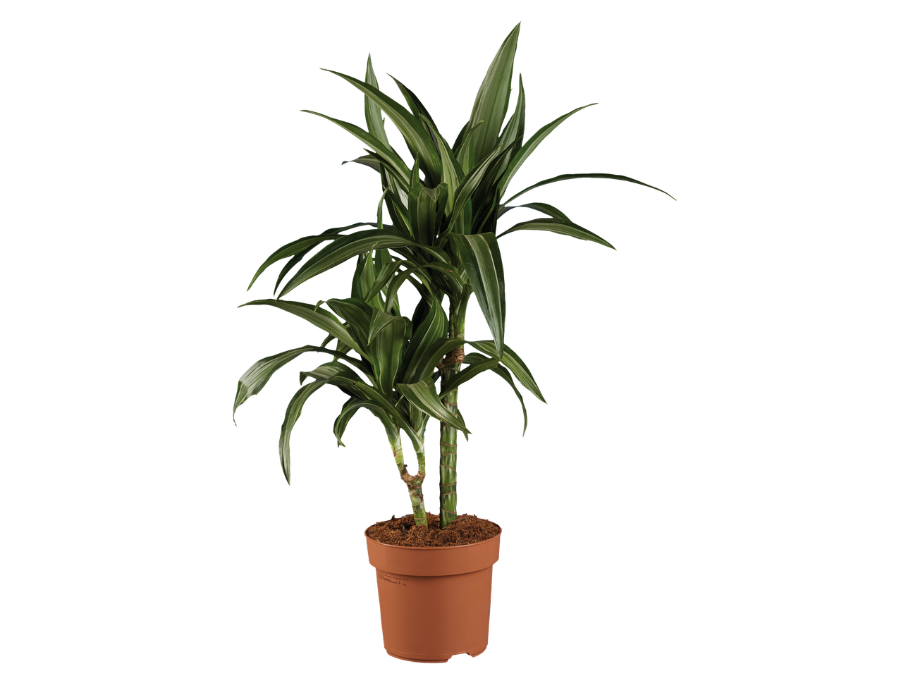 Драцена деременсис у саксијама: собне биљке.