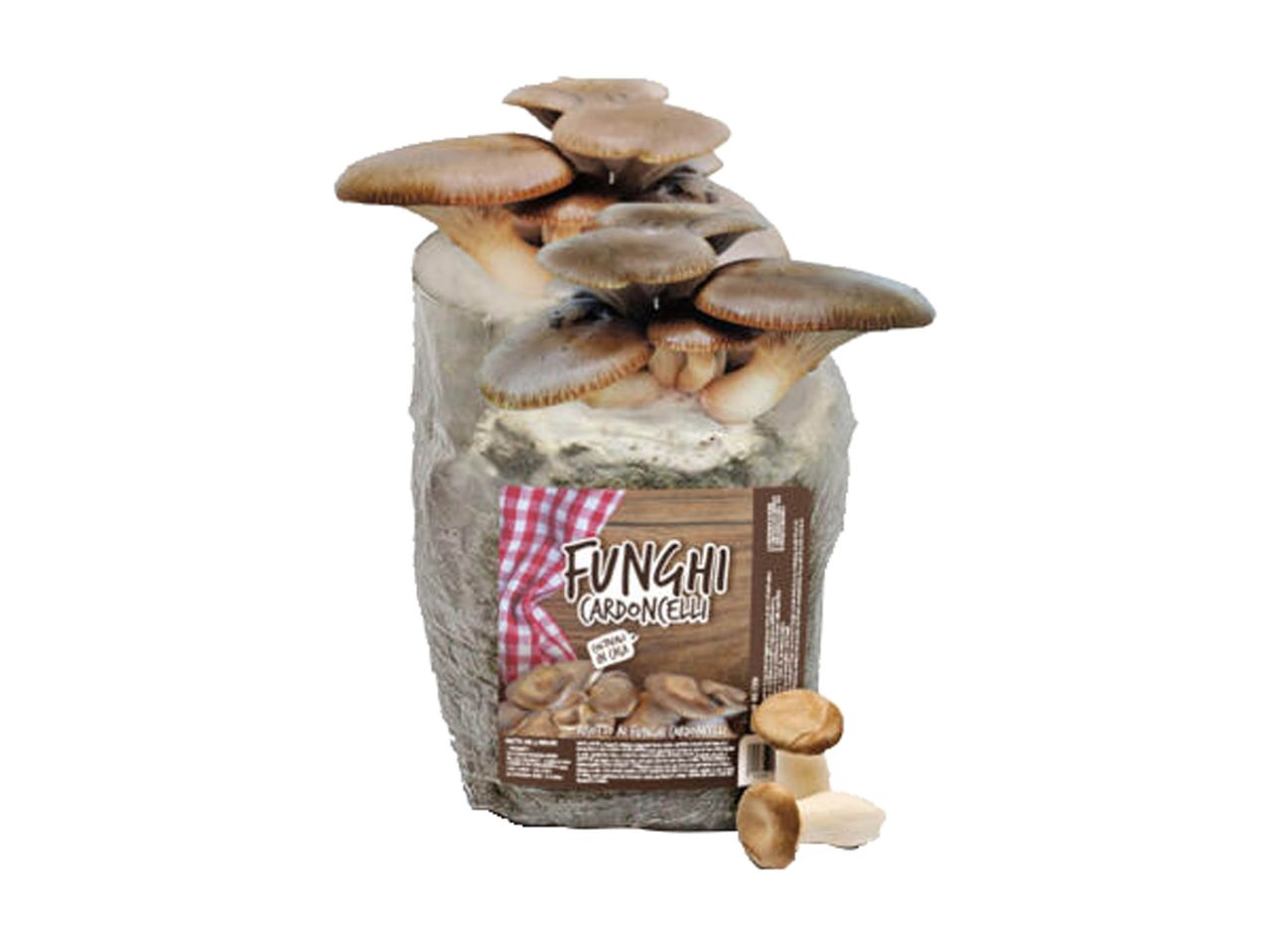 A mushroom growing kit with several mushrooms sprouting from the top, and a label.