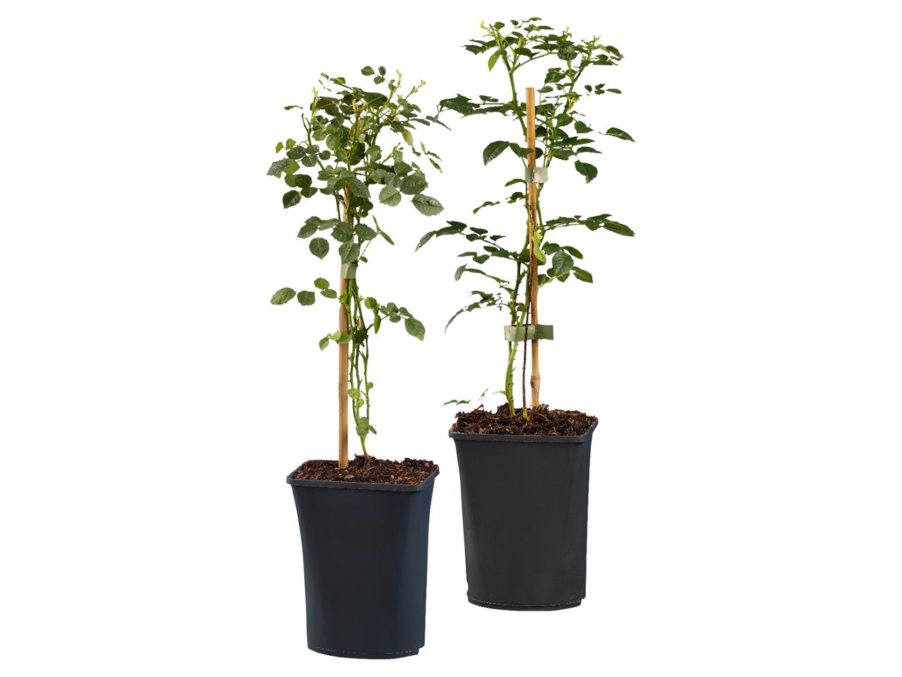Two potted rose plants with green leaves and support stakes.
