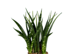 Planta cobra Sansevieria com folhas verdes e brancas em fundo preto.