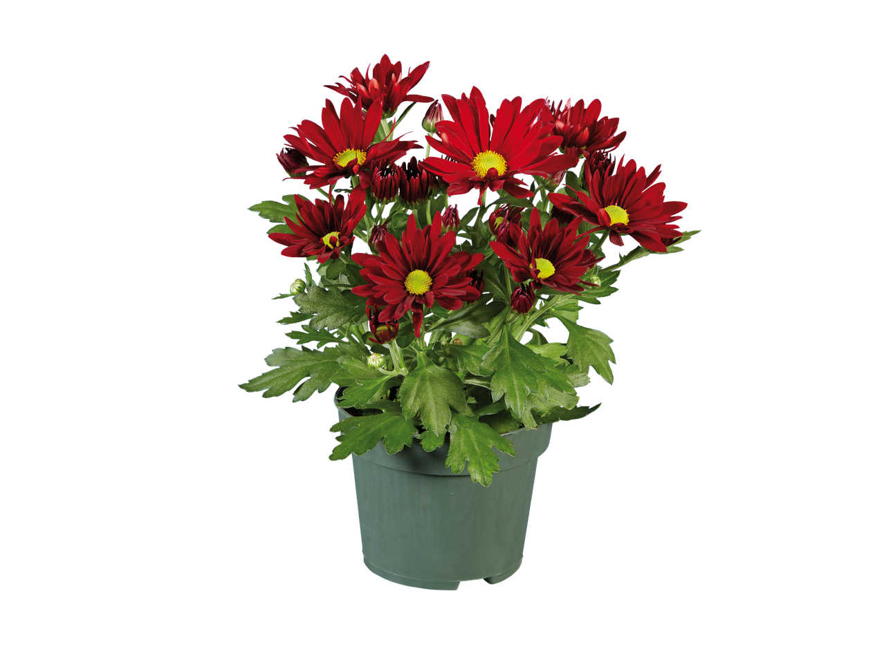 Red chrysanthemums in a pot.