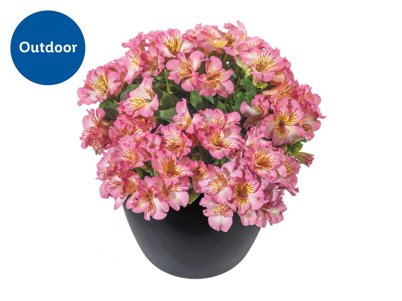 Outdoor pink alstroemeria flowers in a black pot.