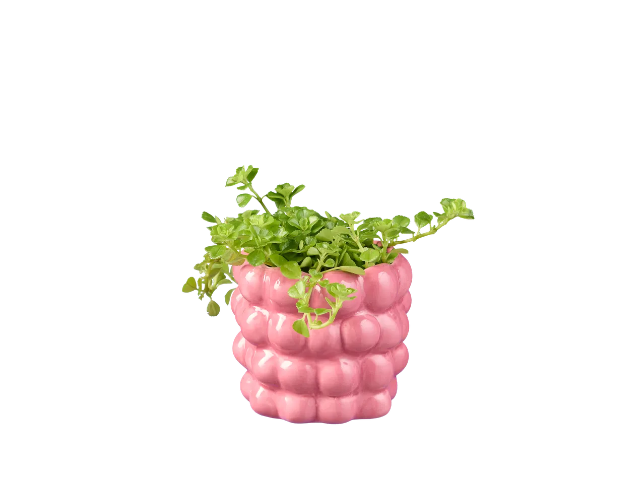 Planta verde em um vaso rosa com formato de bolhas.