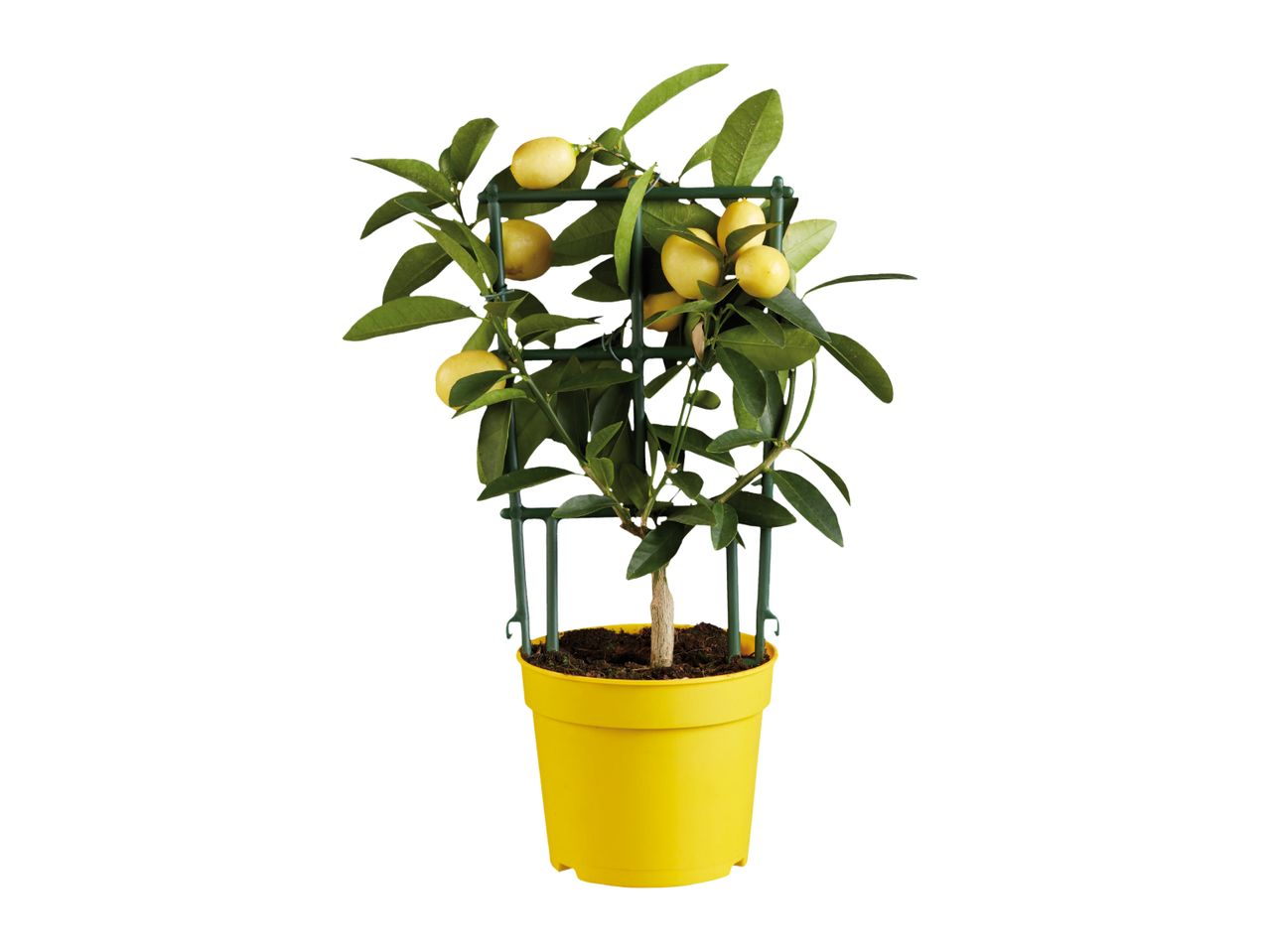 Potted lemon tree with ripe yellow lemons and green leaves, supported by a green trellis.