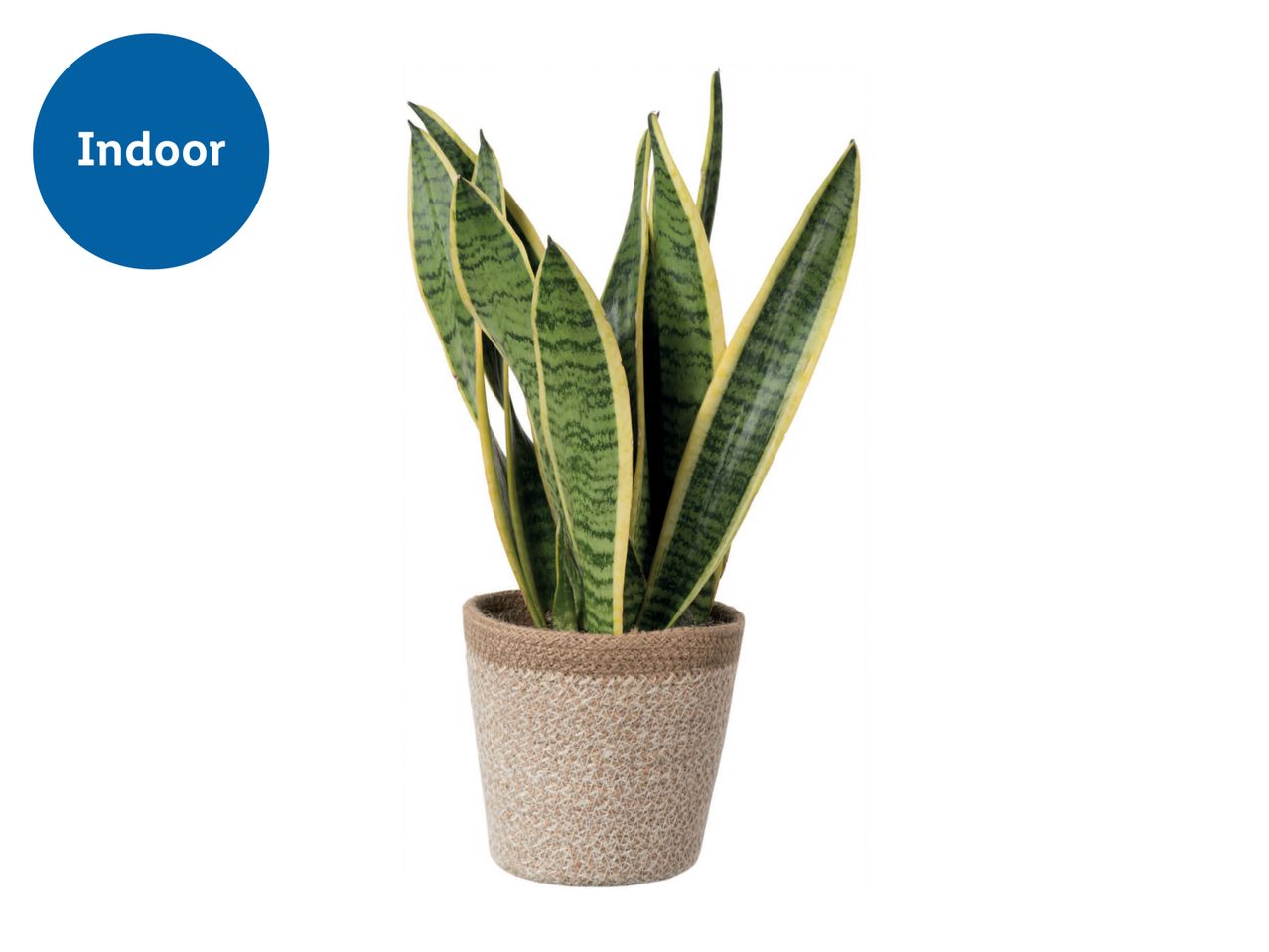 Go to full screen view: Green Plants in Jute Pots - Image 1