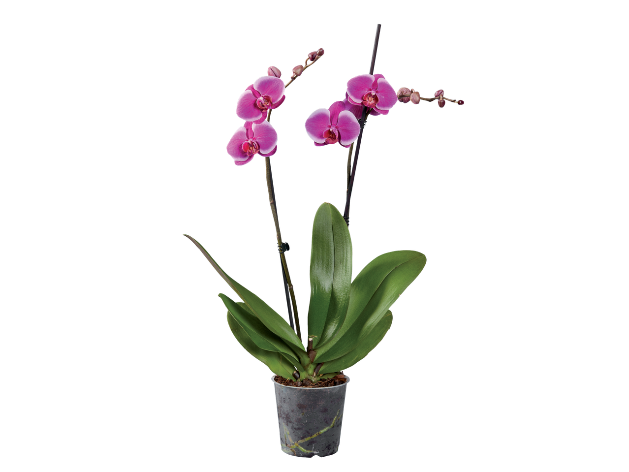 A potted orchid with vibrant pink flowers and green leaves on a black background.
