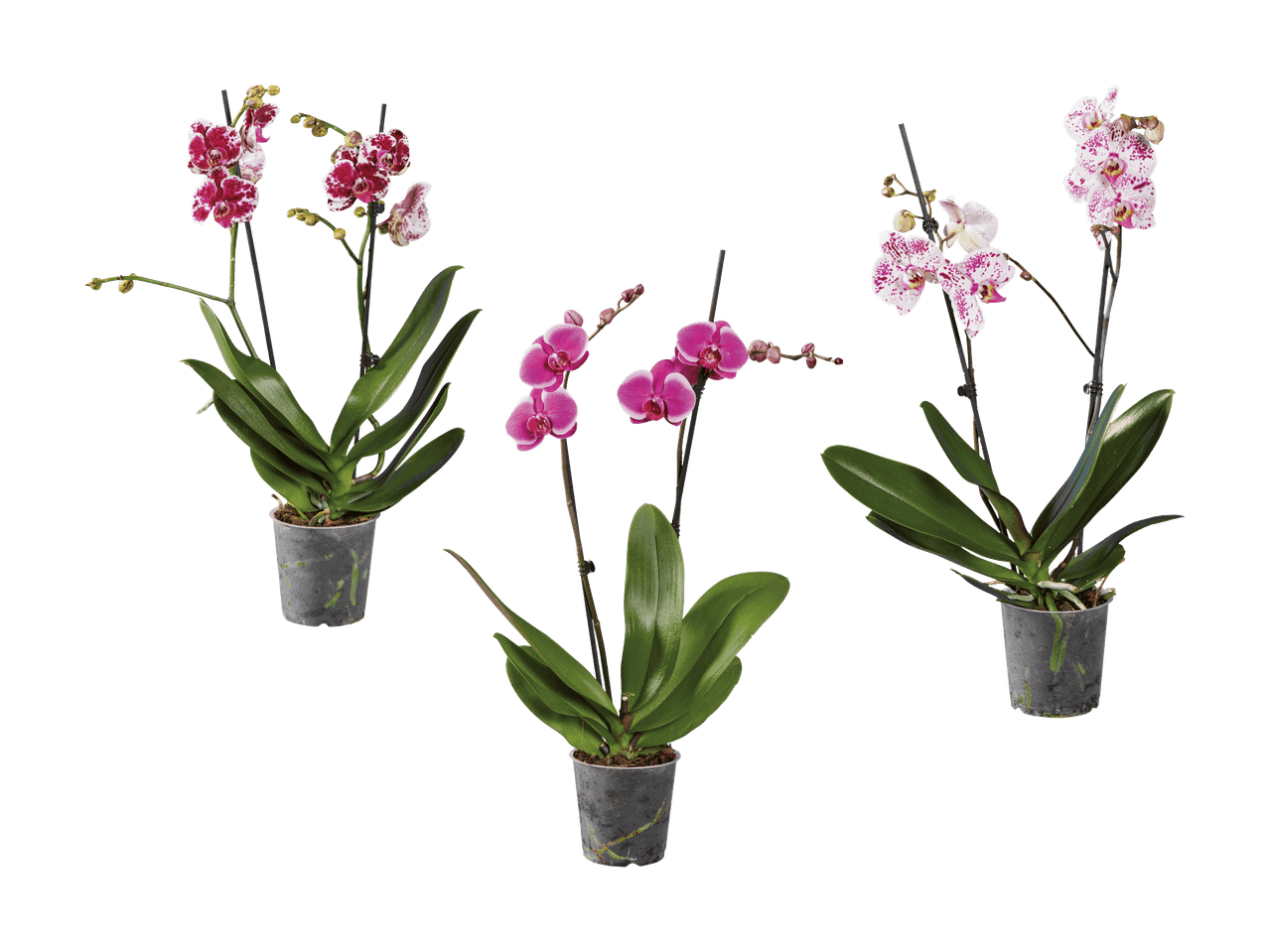 Trois orchidées Phalaenopsis en pot : une blanche tachetée, une jaune rayée et une rose.