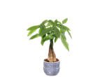 Indoor plant with green leaves and braided trunk in a blue and white ceramic pot