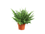 A lush green fern plant in a brown pot.