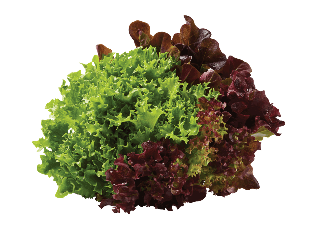 Šviežios žalios ir raudonos salotos