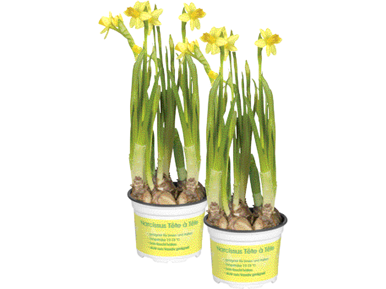 Två krukor med gula påskliljor, med texten 'Narcissus Tête à Tête' på etiketterna.