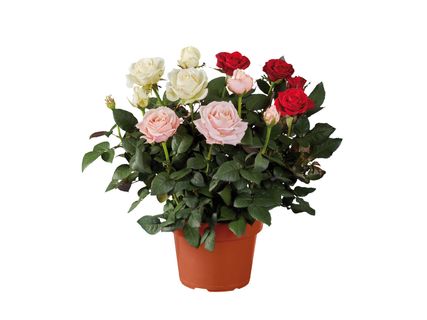 Sokszínű cserepes rózsa*