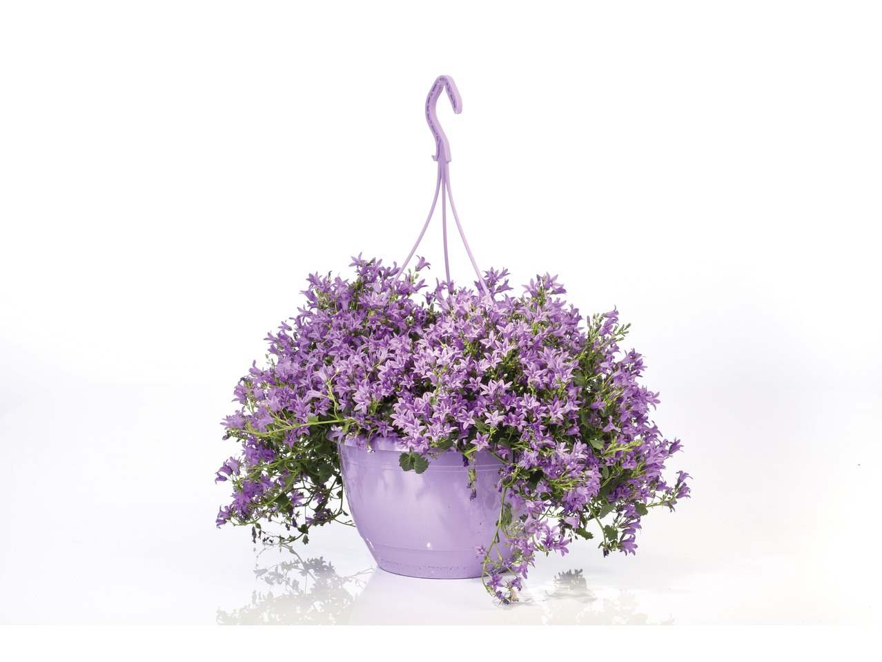 Purple bellflowers in a hanging basket