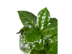 Folhas verdes de uma planta de café.