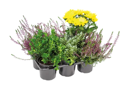 Herbstpflanzenmix