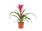 Bromeliad plant in pot: vibrant colors and tropical foliage.