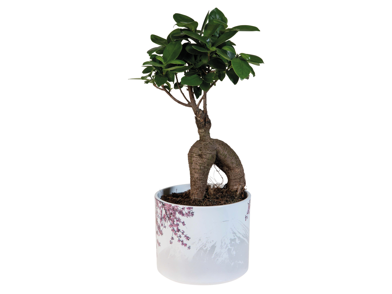 Een bonsaiboom in een decoratieve pot.