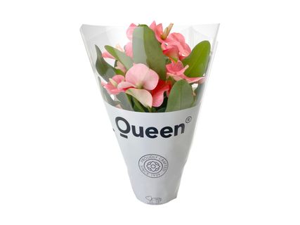 Tiara Euphorbia
