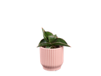 Uma Sansevieria trifasciata 'Moonshine' em um vaso rosa.