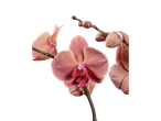 Uma bela orquídea rosa em foco.