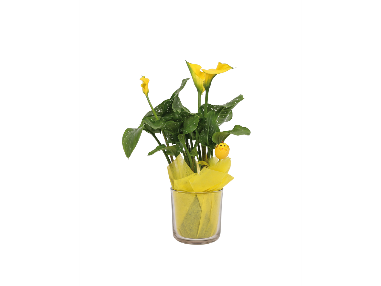 Jarros em Vaso de Vidro Páscoa