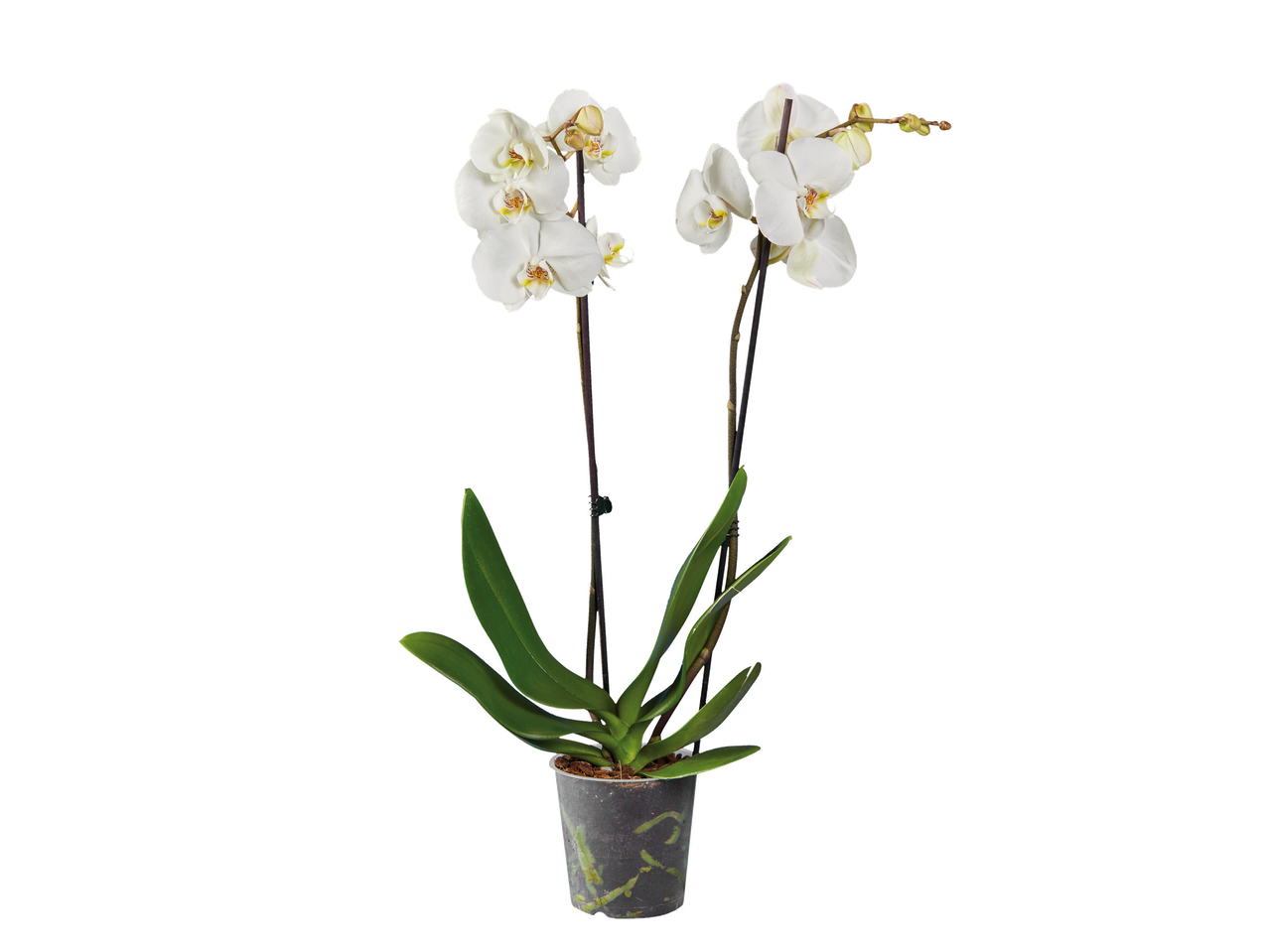 Orchidées blanches en pot transparent avec des feuilles vertes et des tiges sombres.