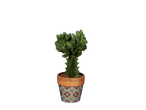 Cactus in a patterned pot with geometric designs.