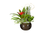 Composition florale avec broméliacée rouge, lierre et cactus dans un pot rond marron.