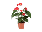 Plante d'anthurium rouge dans un pot brun.