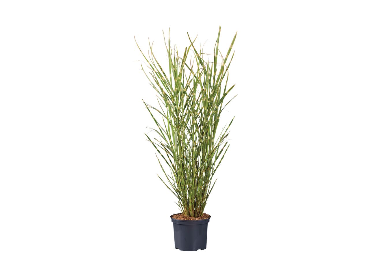 En potteplante med højt græs i en mørk potte.