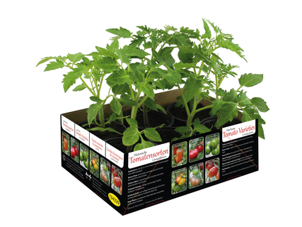 Tomatenmix tray