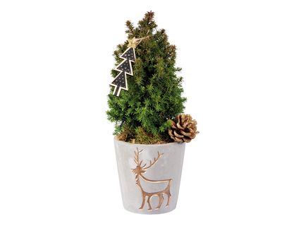 Hamisciprus díszített kerámiában*