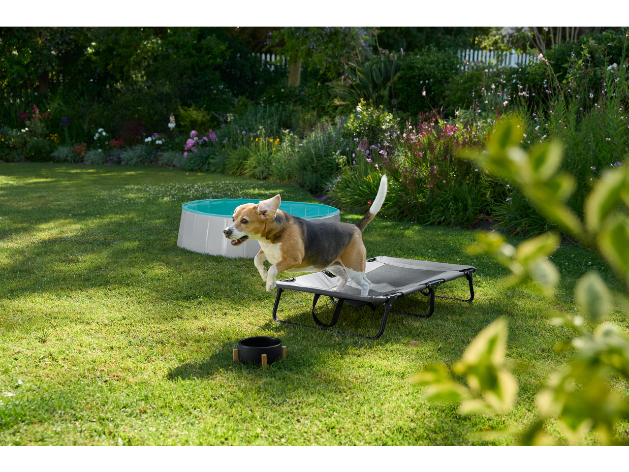 A playful Beagle jumps onto a Zoofari dog bed next to a Zoofari Dog Pool in a sunny garden.