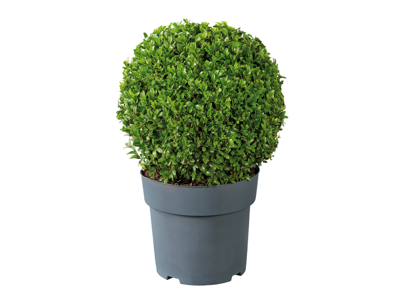 Large Buxus Ball in a grey pot on a black background