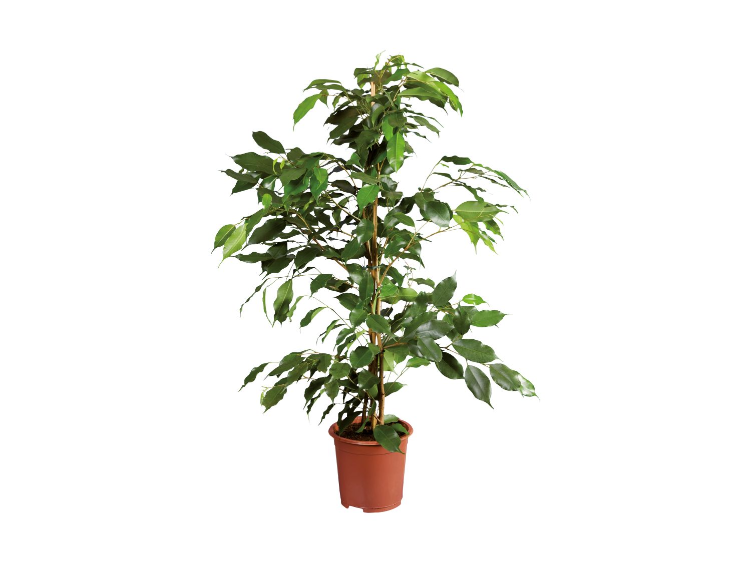 Medium Houseplant | Lidl