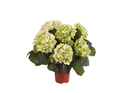 Hortensie midi