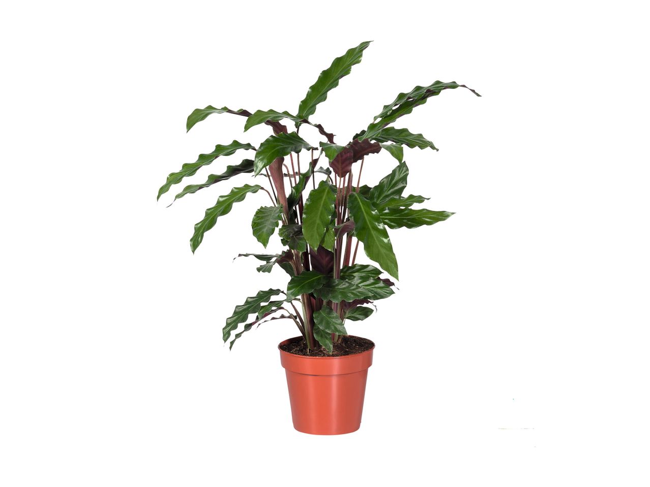 Biljka Calathea rufibarba u saksiji od terakote na beloj pozadini.