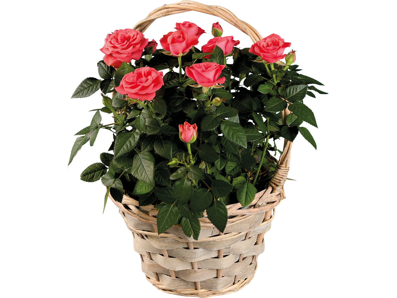 En korg fylld med rosa rosor och gröna blad på svart bakgrund.