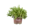 Dura succulent in pot.