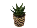 Plante succulente en pot à motif géométrique.