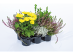Collectie heide, chrysanten en andere planten in zwarte potten.