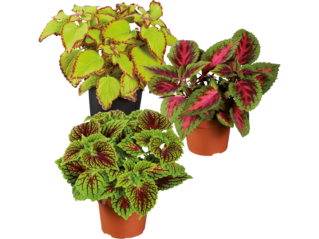 Tre Coleus-plantor i olika färger i krukor.