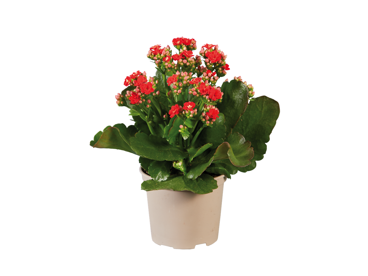 Uma planta em vaso com flores vermelhas.