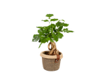 Planta em vaso de vime.