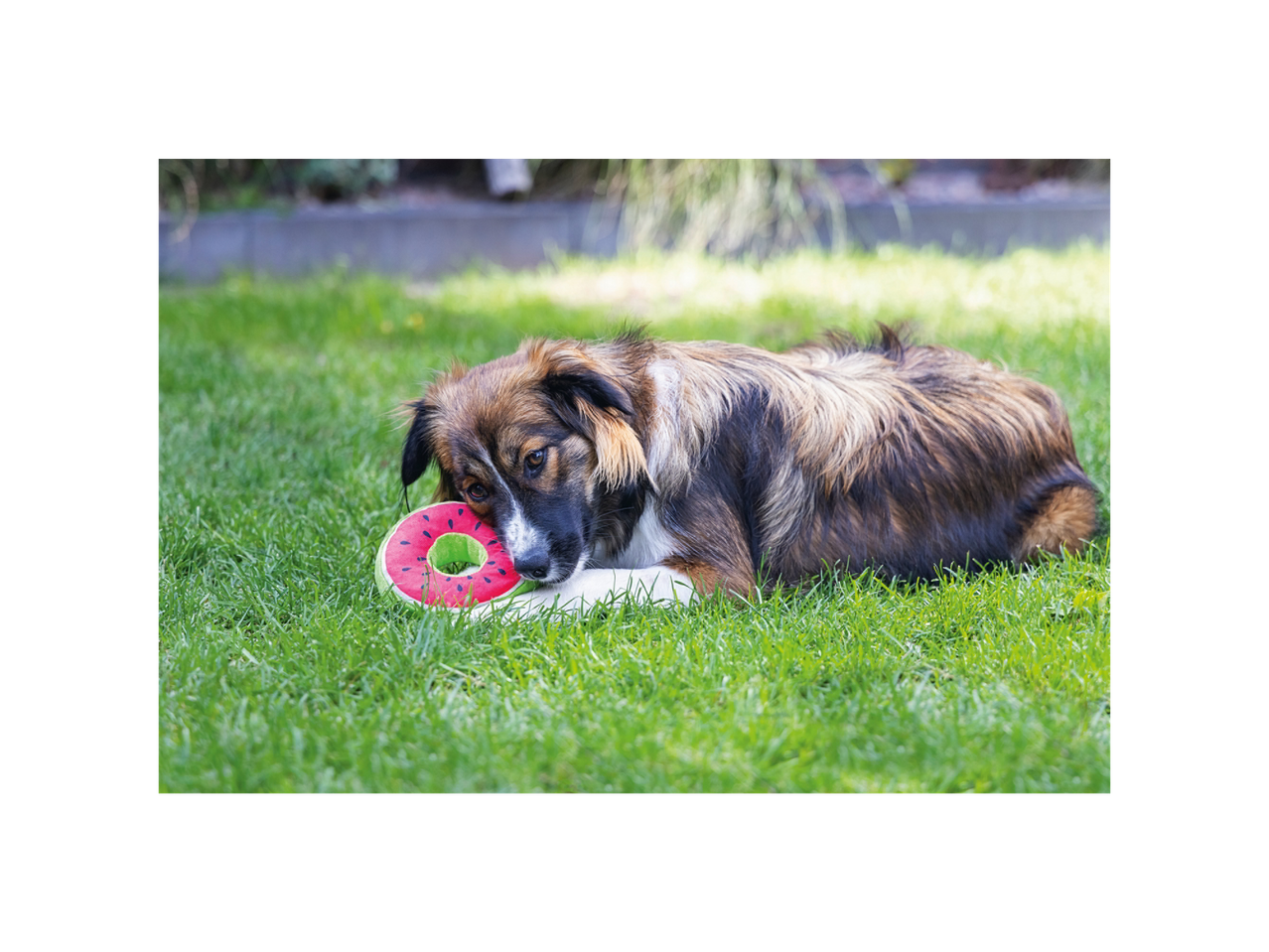 A dog lies on the grass with a watermelon toy.