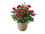 Red roses in a pot: a flowering plant with deep red roses.