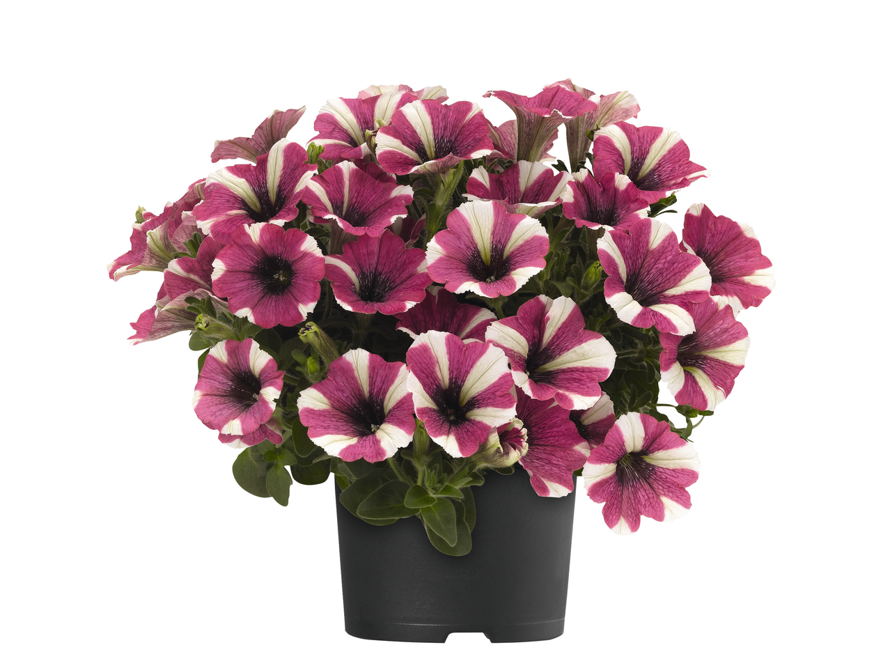 Roze en witte petunia's in een pot.