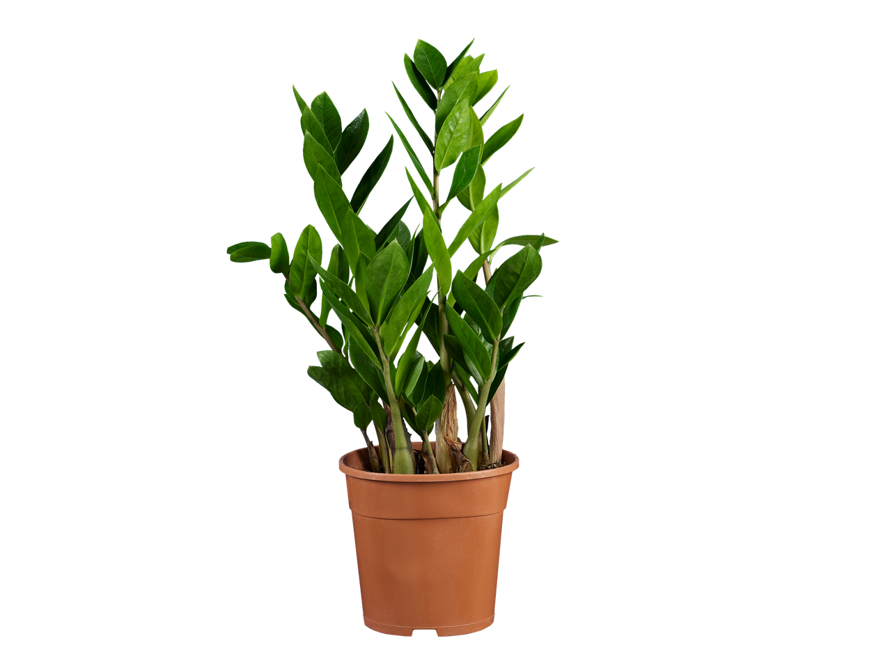 Planta Zamioculcas zamiifolia em vaso marrom.