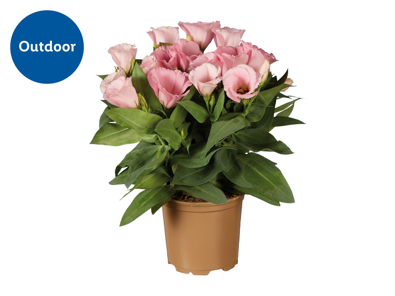 Potted pink flowering plant with green leaves, labeled 'Outdoor'.
